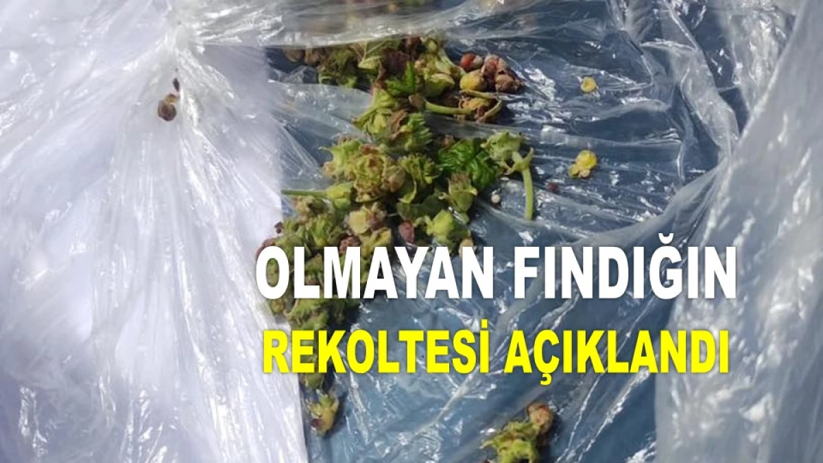 İŞTE ORDU'DA 11 MAYIS PAZAR GÜNÜ FINDIK FİYATI