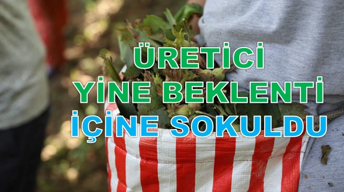 İşte Ordu'da 11 Ocak Pazar Fındık Fiyatı!