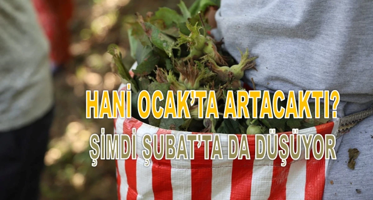 İşte Ordu'da 11 Şubat &Ccedil;arşamba Fındık Fiyatı!