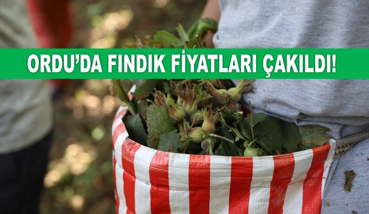 İşte Ordu'da 12 Haziran Cuma Fındık Fiyatı!