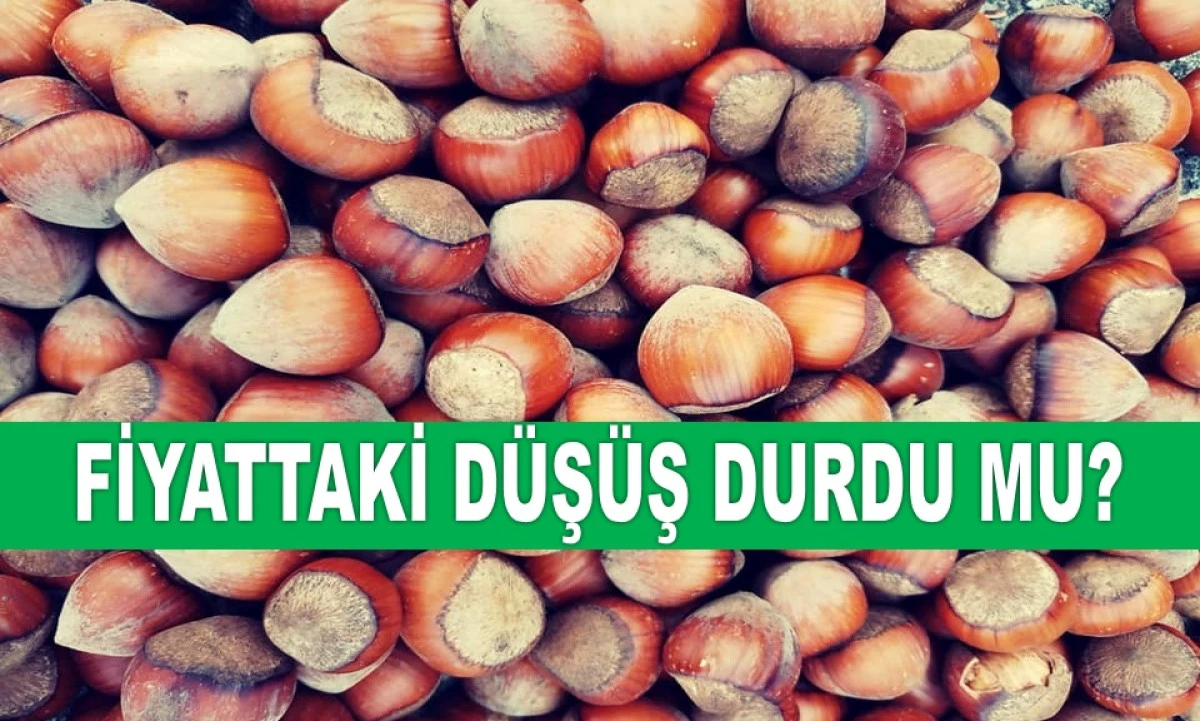İŞTE ORDU'DA 12 MAYIS PAZARTESİ FINDIK FİYATI!