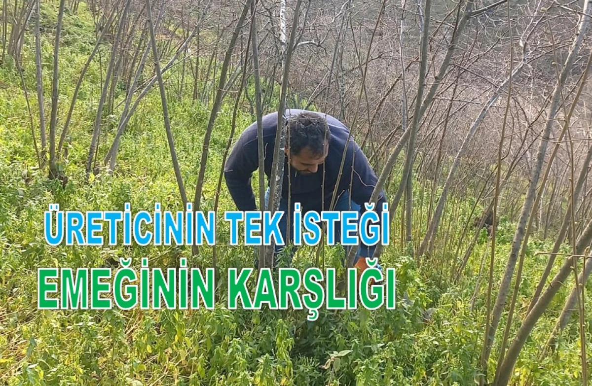 İşte Ordu'da 12 Şubat Perşembe Fındık Fiyatı! 