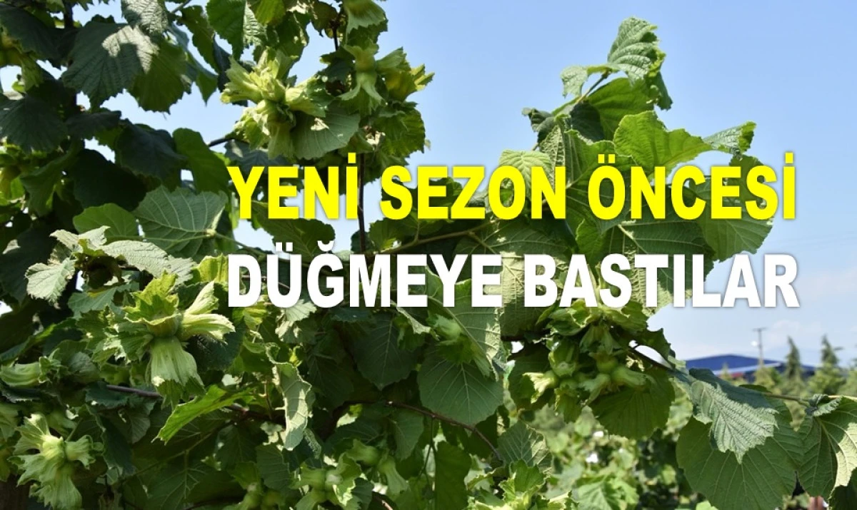 İŞTE ORDU'DA 13 HAZİRAN CUMA FINDIK FİYATI!