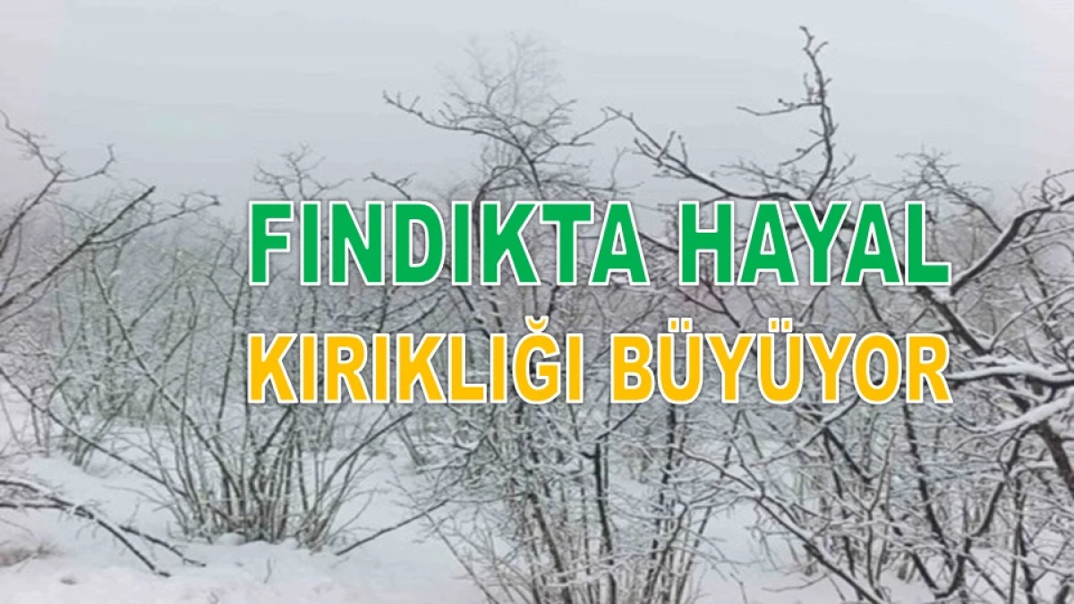 İşte Ordu'da 13 Nisan Pazartesi Fındık Fiyatı!