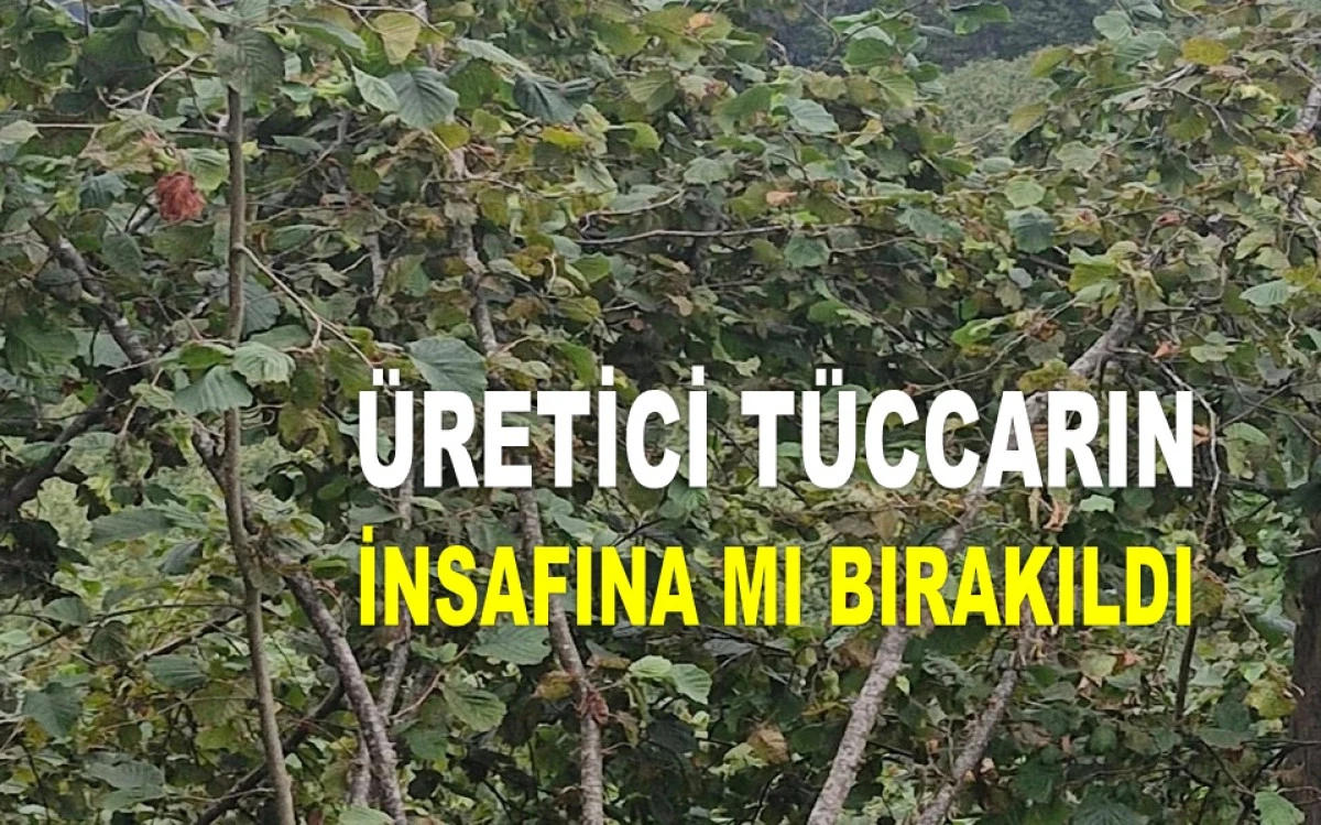 İŞTE ORDU'DA 13 TEMMUZ PAZAR FINDIK FİYATI