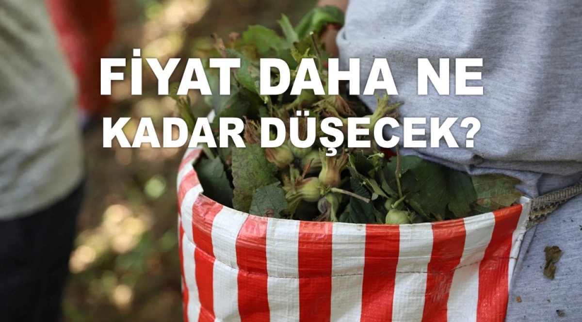 İŞTE ORDU'DA 14 HAZİRAN CUMARTESİ FINDIK FİYATI!