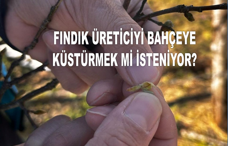 İŞTE ORDU'DA 14 MART CUMA GÜNÜ FINDIK FİYATI!