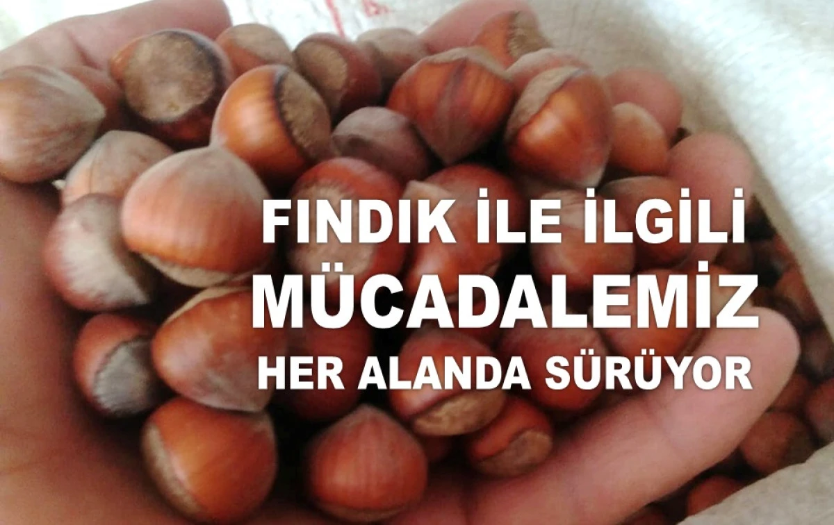 İŞTE ORDU'DA 14 MAYIS ÇARŞAMBA FINDIK FİYATI