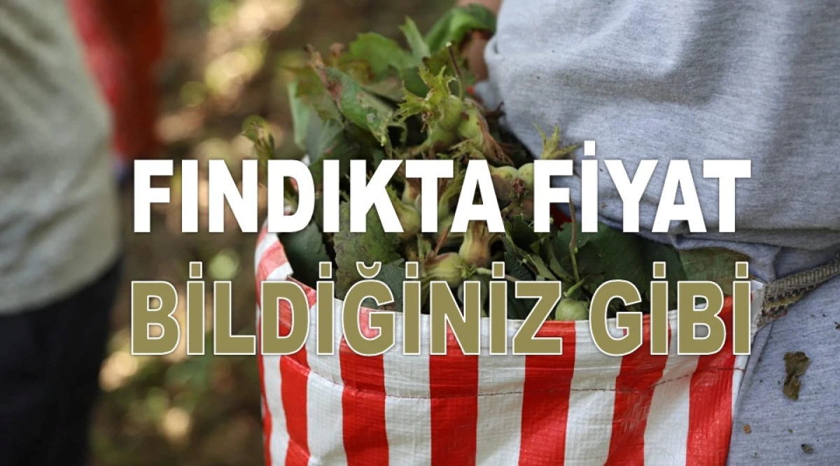 İşte Ordu'da 14 Şubat Cumartesi Fındık Fiyatı!