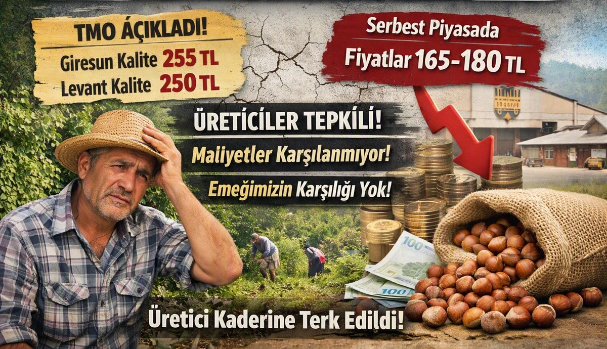 İşte Ordu'da 15 Ağustos Cumartesi Fındık Fiyatı!