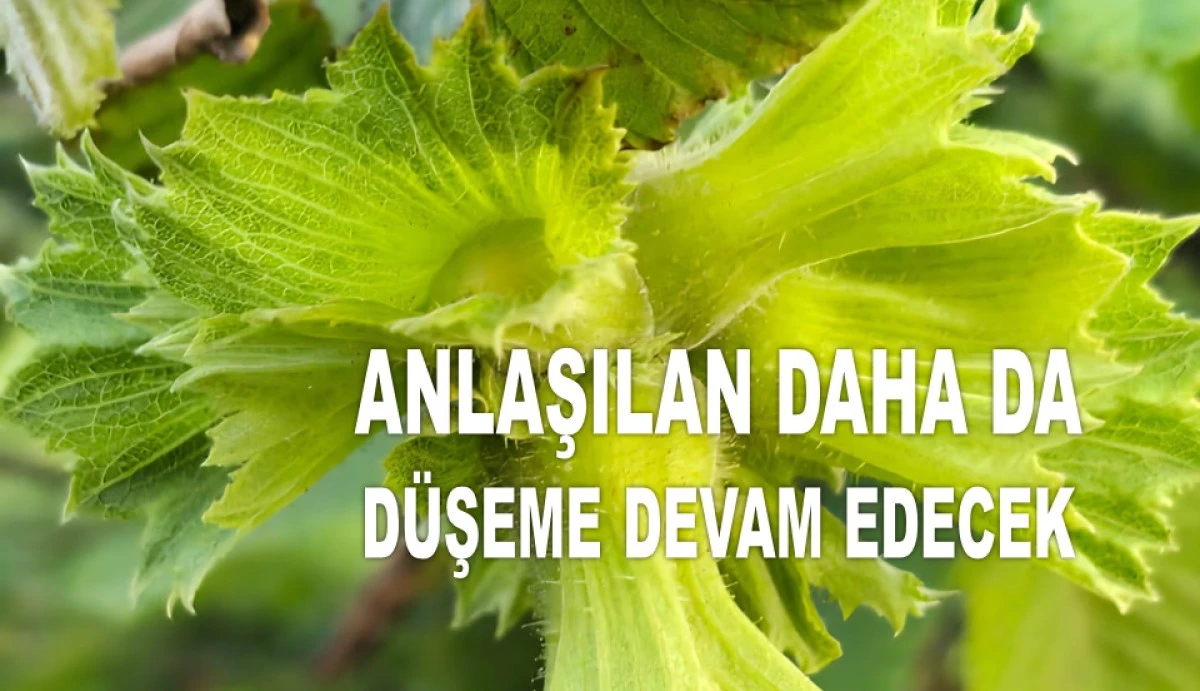İŞTE ORDU'DA 15 HAZİRAN PAZAR FINDIK FİYATI