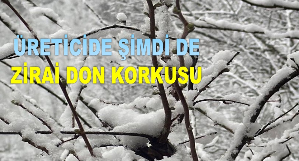 İŞTE ORDU'DA 15 MART CUMARTESİ FINDIK FİYATI! 