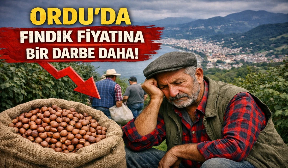 İşte Ordu'da 15 Mayıs Cuma Fındık Fiyatı!