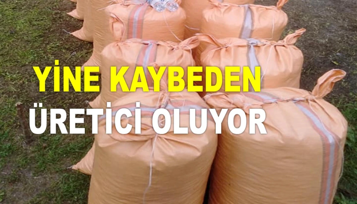 İŞTE ORDU'DA 15 MAYIS PERŞEMBE FINDIK FİYATI!