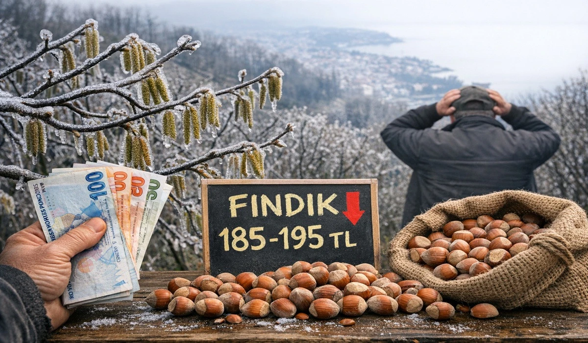 İşte Ordu'da 15 Nisan &Ccedil;arşamba Fındık Fiyatı!