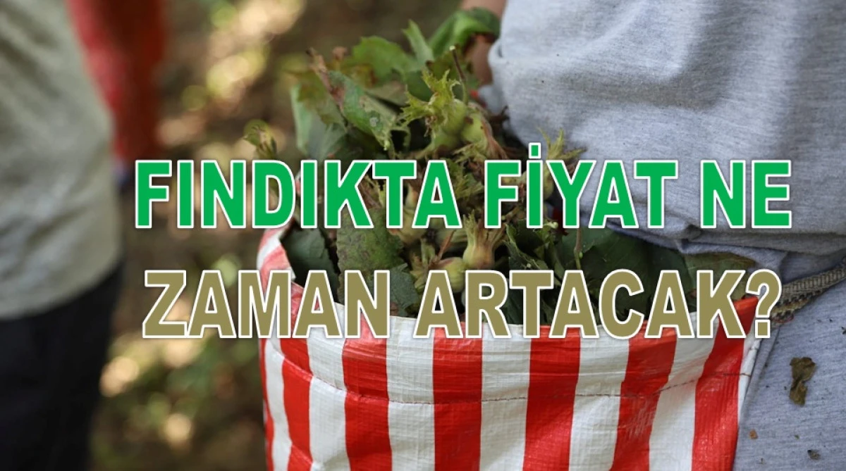 İşte Ordu'da 15 Şubat Pazar G&uuml;n&uuml; Fındık Fiyatı!