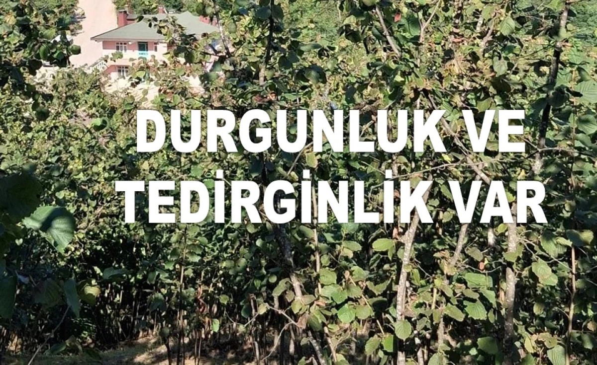 İŞTE ORDU'DA 15 TEMMUZ SALI FINDIK FİYATI! 