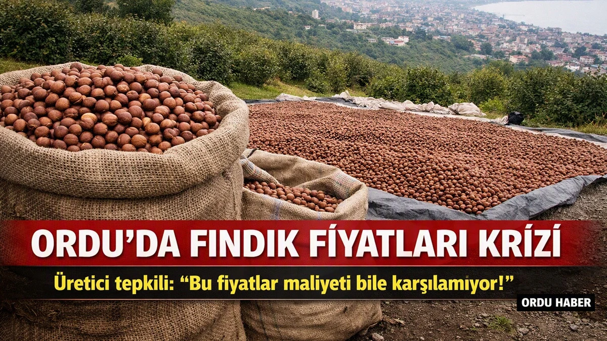 İşte Ordu'da 16 Ekim Cuma Fındık Fiyatı! 