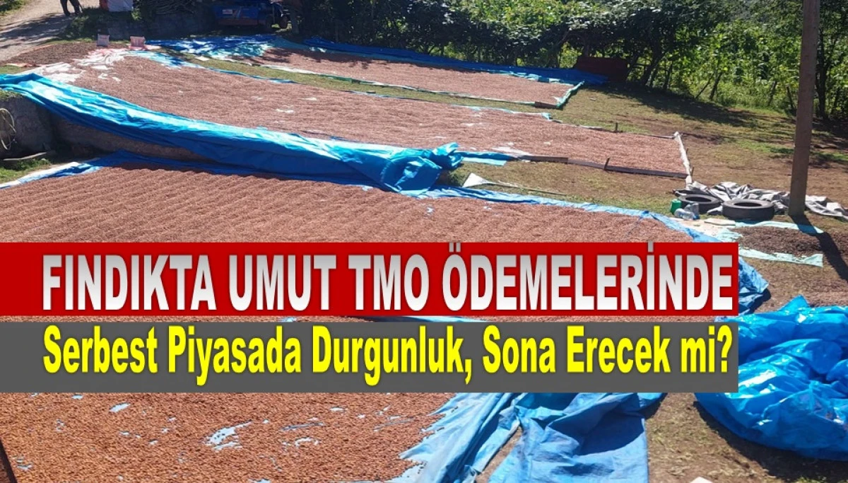 İşte Ordu'da 16 Eyl&uuml;l &Ccedil;arşamba Fındık Fiyatı!