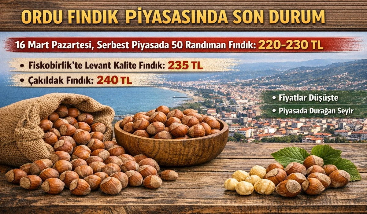 İşte Ordu'da 16 Mart Pazartesi Fındık Fiyatı!