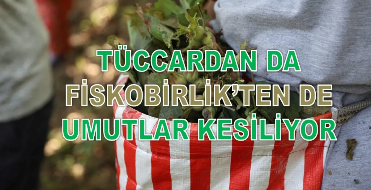 İşte Ordu'da 16 Şubat Pazartesi Fındık Fiyatı!