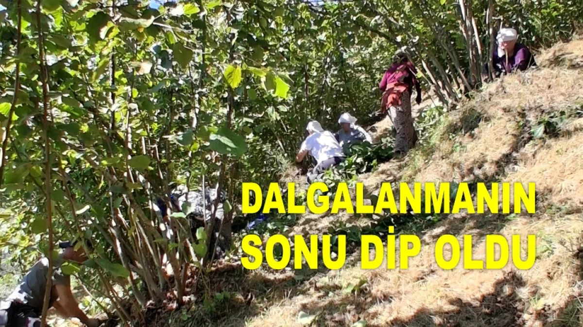 İŞTE ORDU'DA 16 TEMMUZ ÇARŞAMBA FINDIK FİYATI!