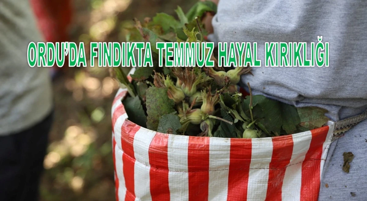 İşte Ordu'da 16 Temmuz Perşembe Fındık Fiyatı!