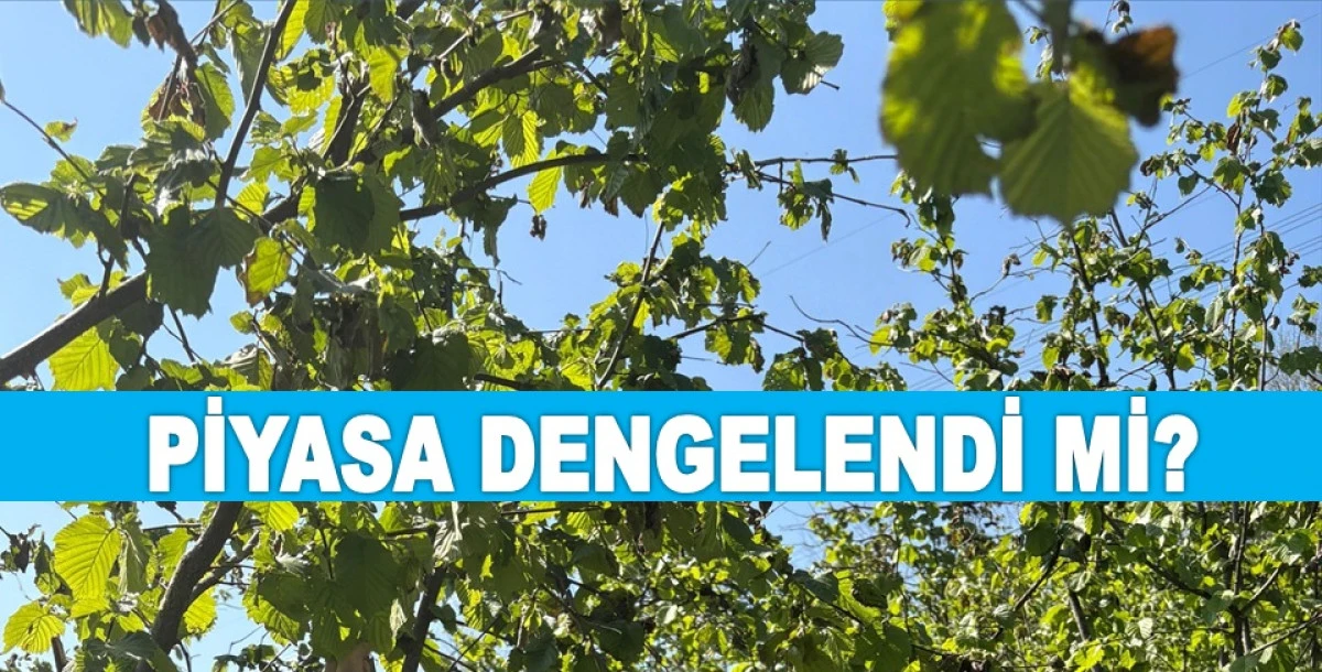 İŞTE ORDU'DA 17 MAYIS CUMARTESİ FINDIK FİYATI