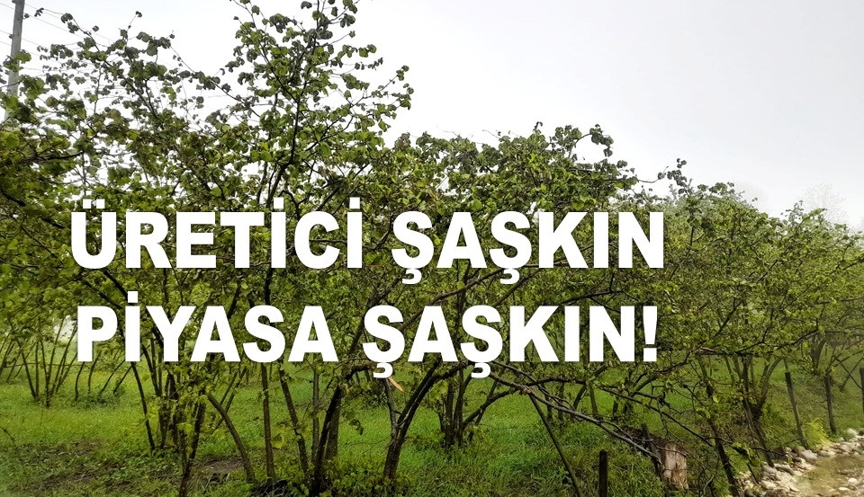 İŞTE ORDU'DA 17 NİSAN PERŞEMBE FINDIK FİYATI!
