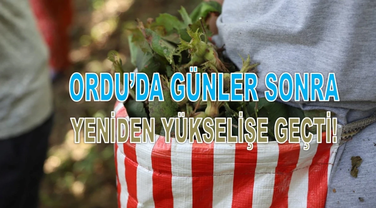 İşte Ordu'da 17 Şubat Salı G&uuml;n&uuml; Fındık Fiyatı!