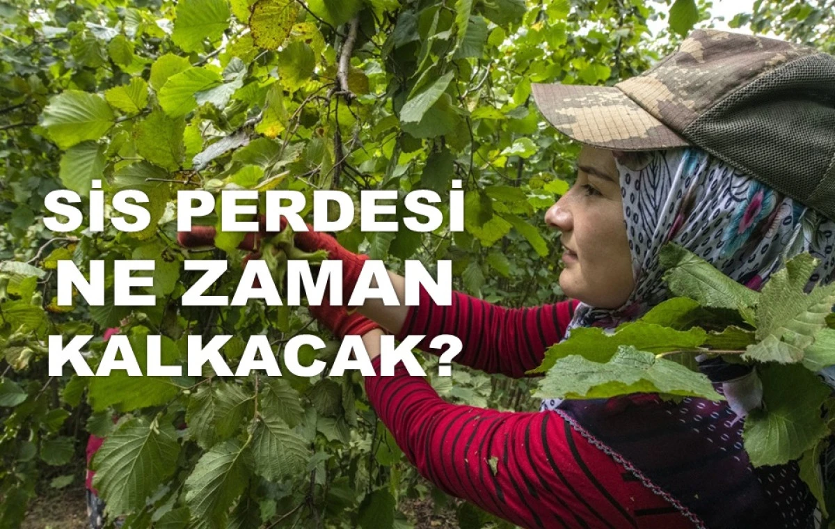 İŞTE ORDU'DA 17 TEMMUZ PERŞEMBE FINDIK FİYATI