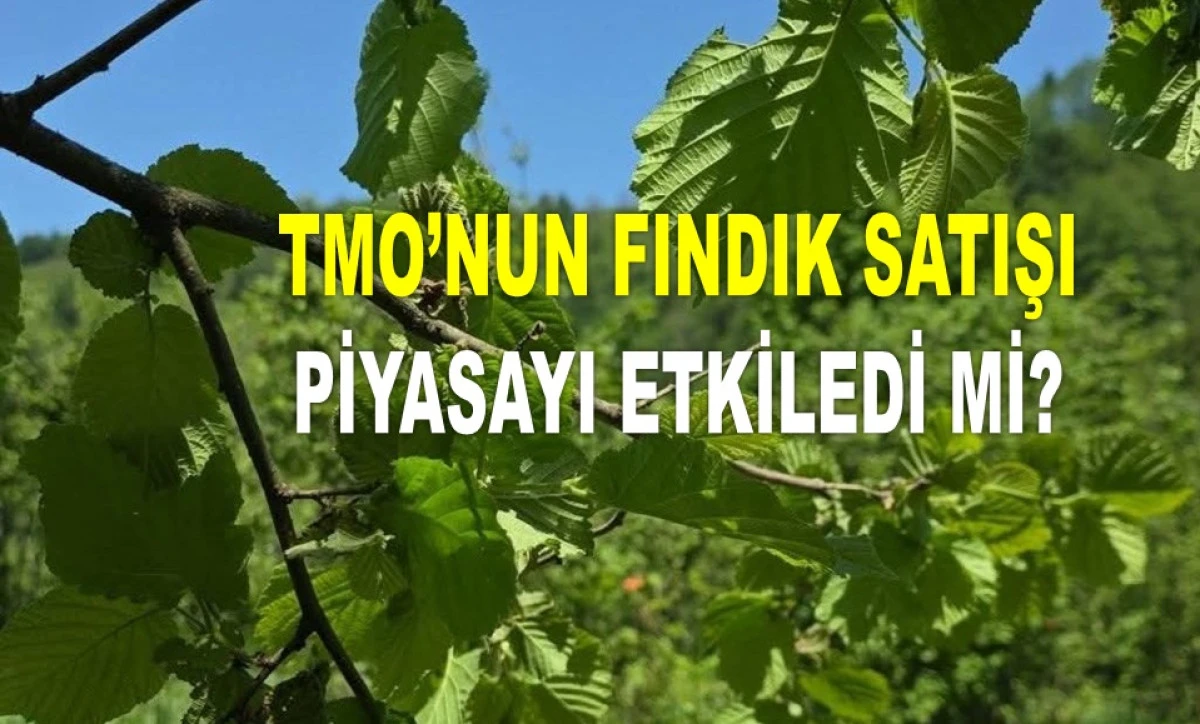 İŞTE ORDU'DA 18 HAZİRAN ÇARŞAMBA FINDIK FİYATI!