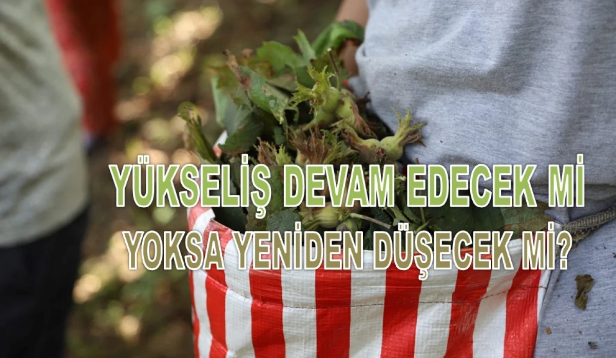 İşte Ordu'da 18 Şubat &Ccedil;arşamba Fındık Fiyatı!