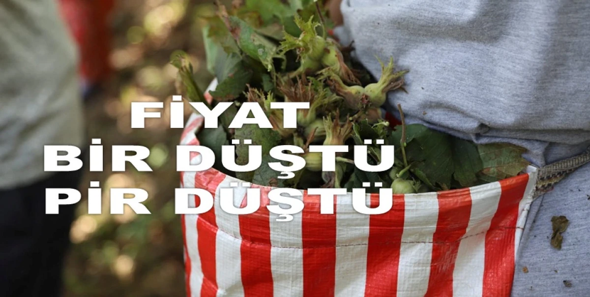 İŞTE ORDU'DA 19 MAYIS PAZARTESİ FINDIK FİYATI
