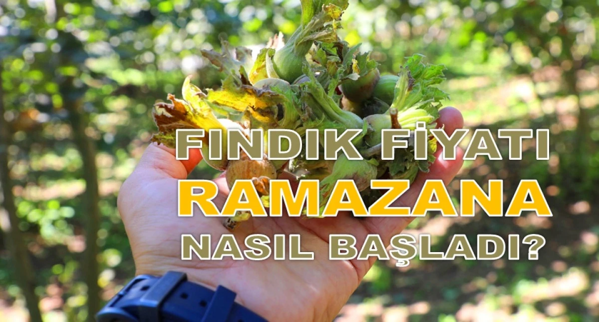 İşte Ordu'da 19 Şubat Perşembe Fındık Fiyatı!