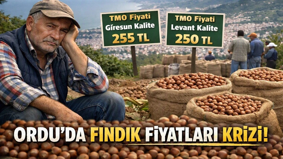 İşte Ordu'da 2 Ekim Cuma G&uuml;n&uuml; Fındık Fiyatı!