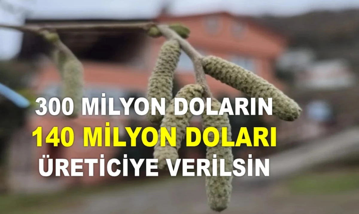 İŞTE ORDU'DA 2 HAZİRAN PAZARTESİ FINDIK FİYATI!