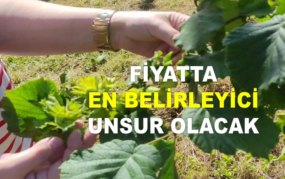 İŞTE ORDU'DA 2 TEMMUZ ÇARŞAMBA FINDIK FİYATI