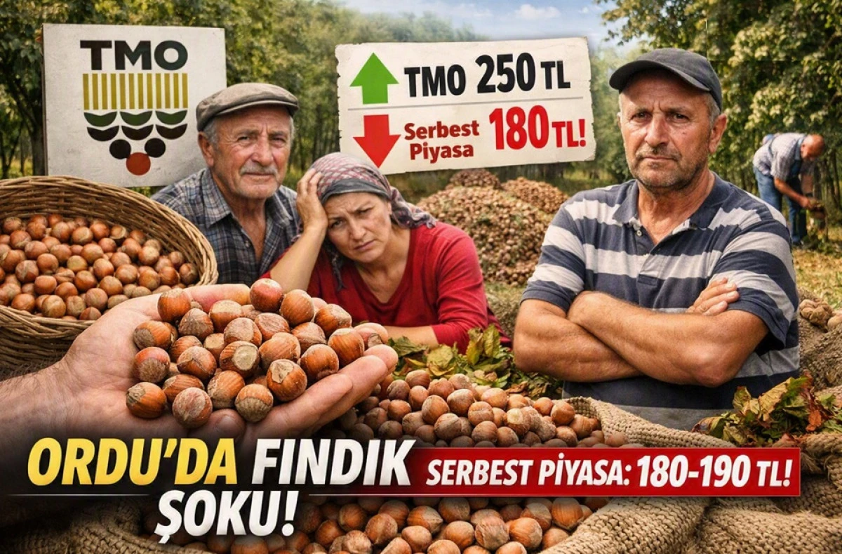 İşte Ordu'da 20 Ağustos Perşembe Fındık Fiyatı!