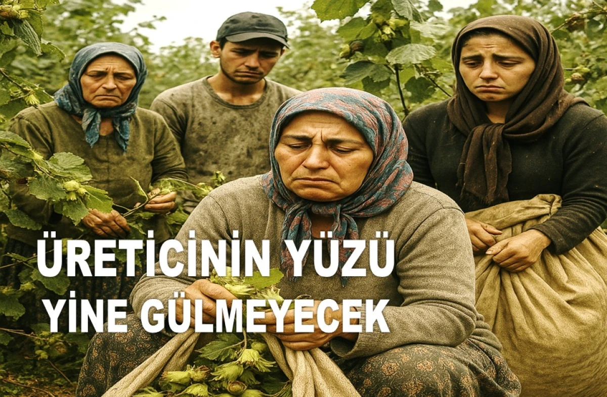 İŞTE ORDU'DA 20 HAZİRAN CUMA FINDIK FİYATI!