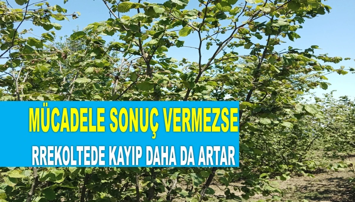 İŞTE ORDU'DA 20 MAYIS SALI FINDIK FİYATI!