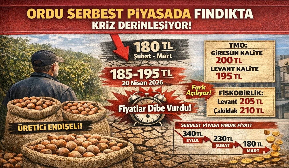 İşte Ordu'da 20 Nisan Pazartesi G&uuml;n&uuml; Fındık Fiyatı!