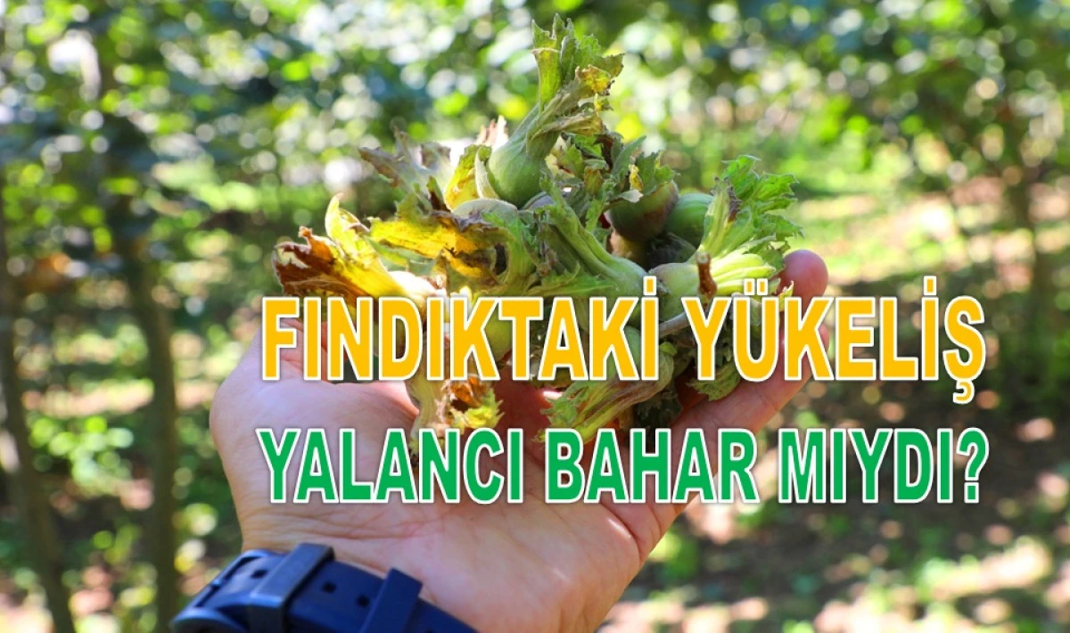 İşte Ordu'da 20 Şubat Cuma G&uuml;n&uuml; Fındık Fiyatı!