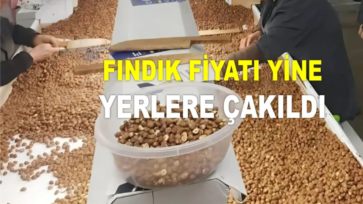 İŞTE ORDU'DA 20 TEMMUZ PAZAR FINDIK FİYATI!