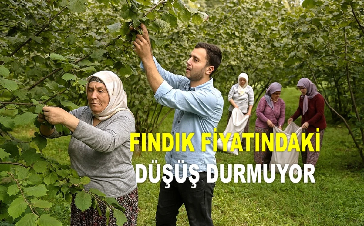 İŞTE ORDU'DA 21 HAZİRAN CUMARTESİ FINDIK FİYATI!