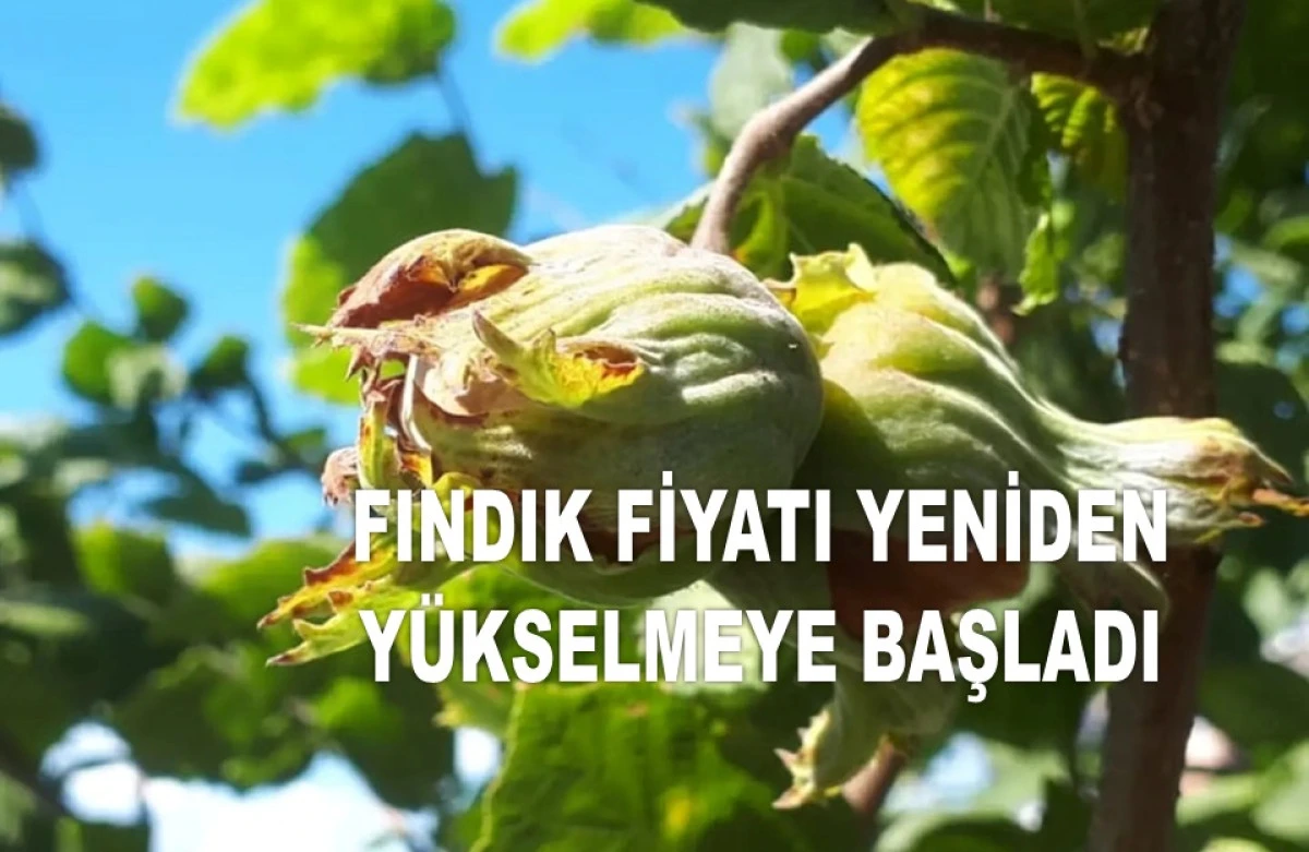 İŞTE ORDU'DA 21 MAYIS ÇARŞAMBA FINDIK FİYATI!