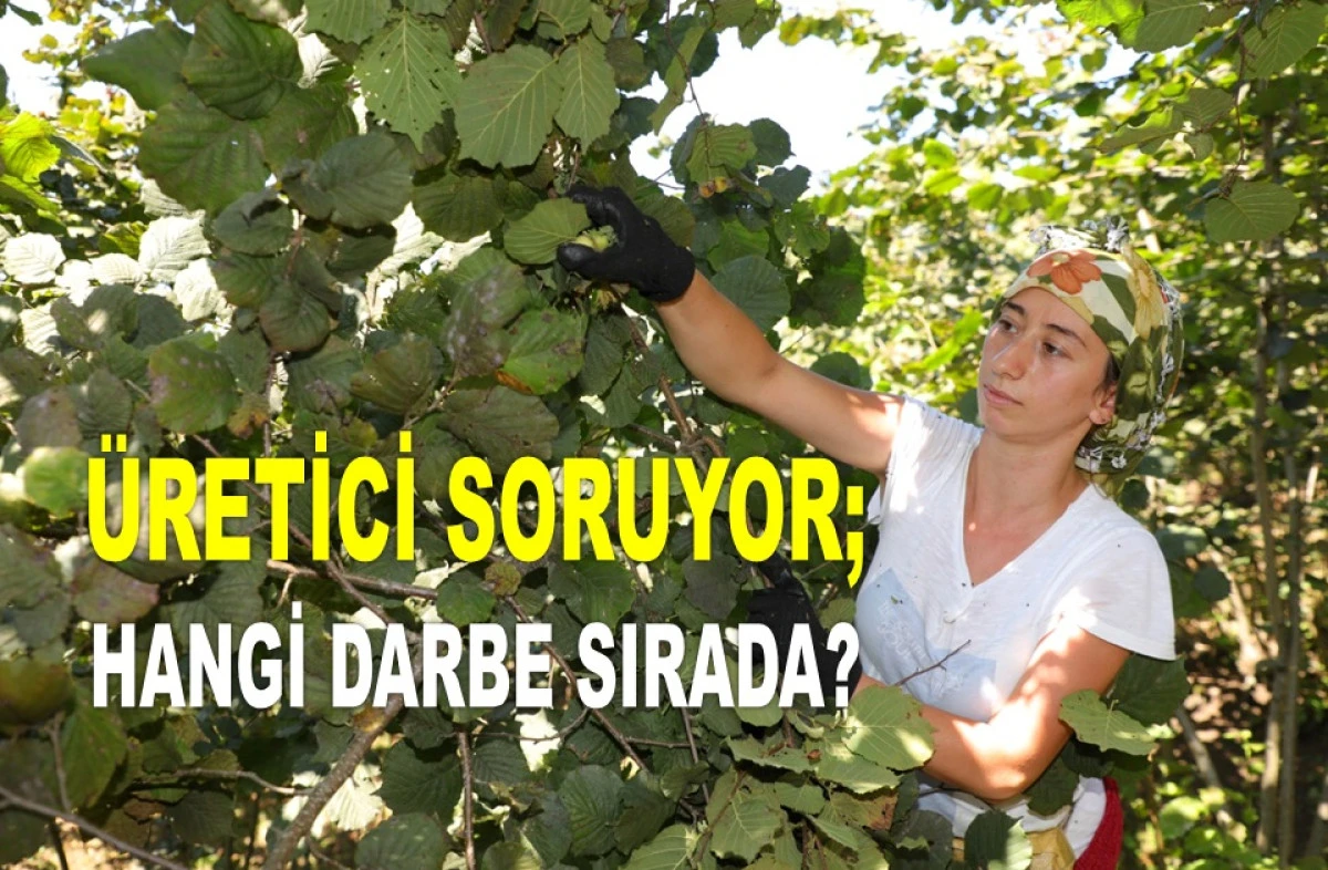 İŞTE ORDU'DA 22 HAZİRAN PAZAR FINDIK FİYATI