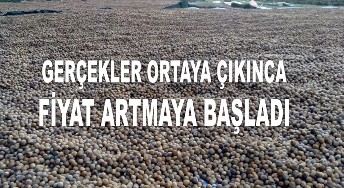 İŞTE ORDU'DA 22 MAYIS PERŞEMBE FINDIK FİYATI!