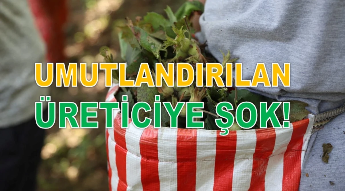 İşte Ordu'da 22 Ocak Perşembe Fındık Fiyatı!