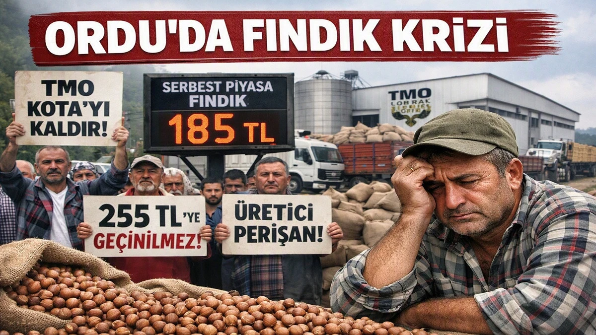 İşte Ordu'da 23 Ağustos Pazar Fındık Fiyatı!